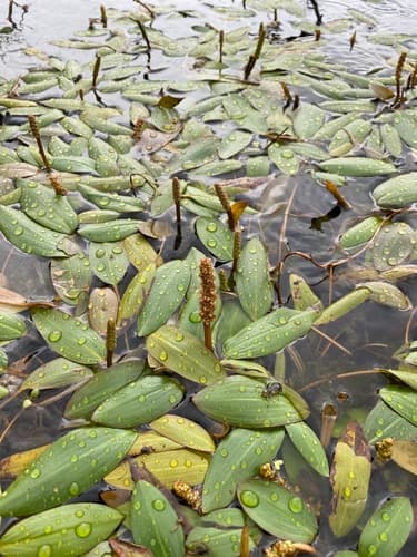 Longleaf Pondweed Conceptual Bonsai