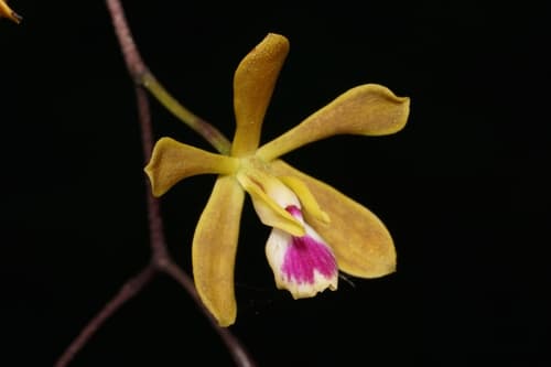 Florida butterfly orchid