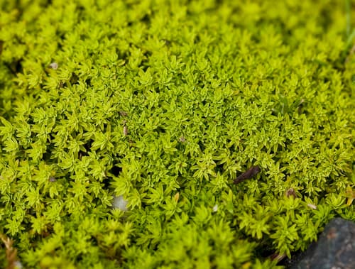 Bird's-Claw Beard-Moss