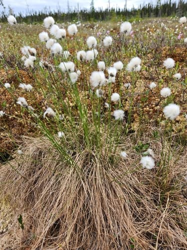 Tussock Cottongrass