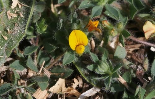 Hairy Bird's-foot-trefoil