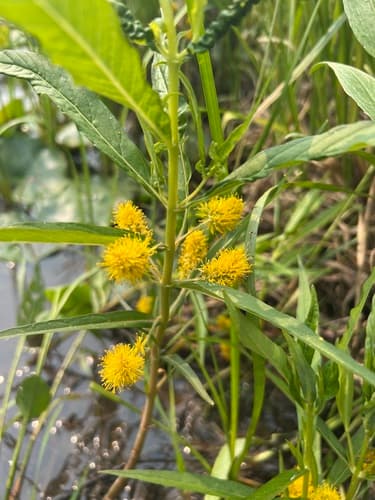 Tufted Loosestrife