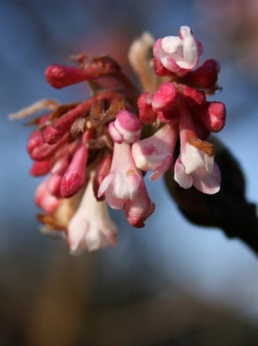 Fragrant Viburnum Bonsai