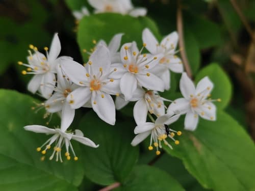 Deutzia