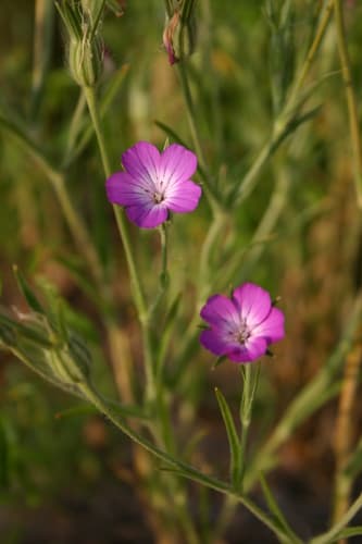 Corn Cockle