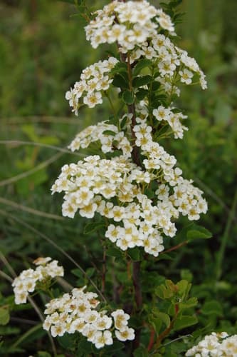 Threelobe Spirea Bonsai