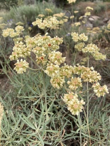 Parsnipflower Buckwheat