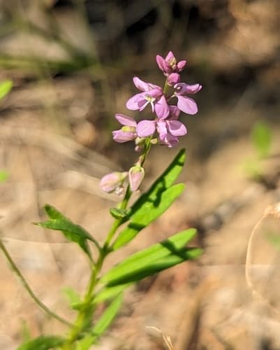 racemed milkwort