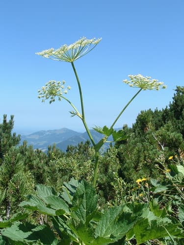 Masterwort Bonsai (Hypothetical)