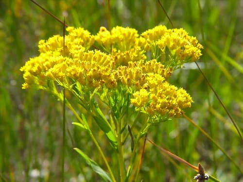Ohio Goldenrod