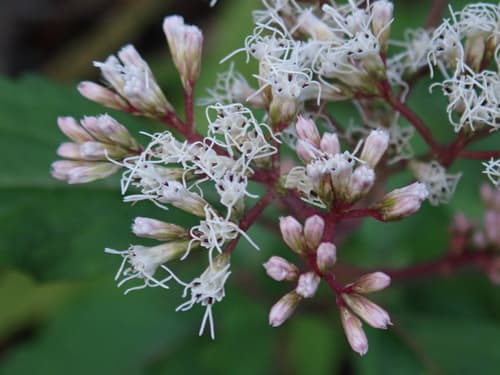 Ground Qalanis Bonsai
