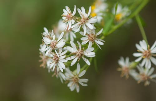 Aster taiwanensis