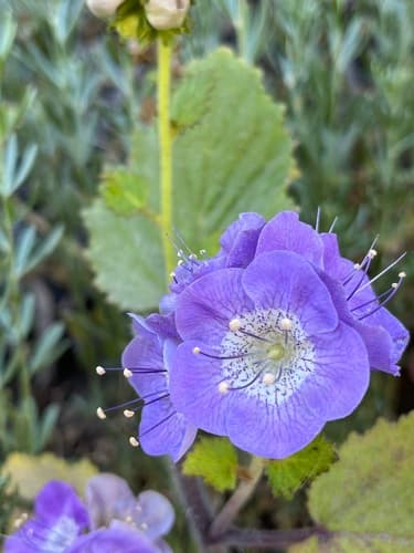 Large-flowered Phacelia