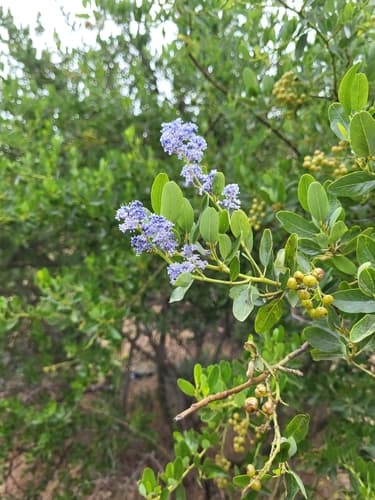 Greenbark Ceanothus
