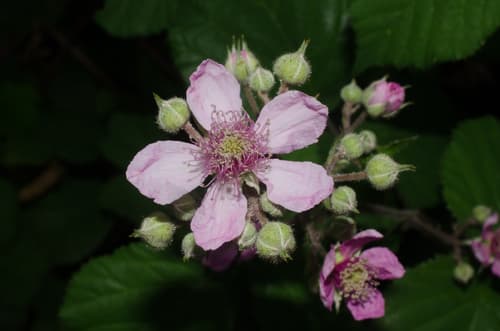 European Blackberry Bonsai