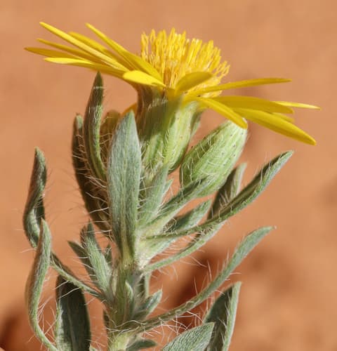 Hoary False Goldenaster (Conceptual Bonsai)