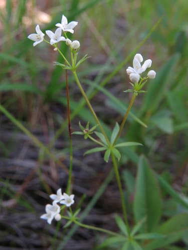 Fen Bedstraw