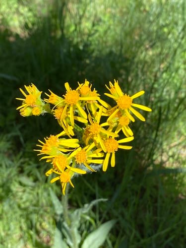 Tall western groundsel