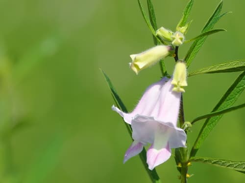 Sesame Plant