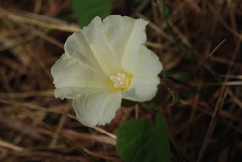 Shimpaku Juniper Bonsai