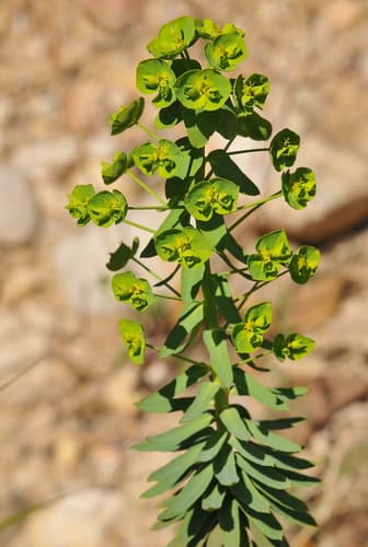 Corn Spurge