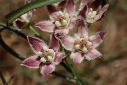 Hartweg's climbing milkweed