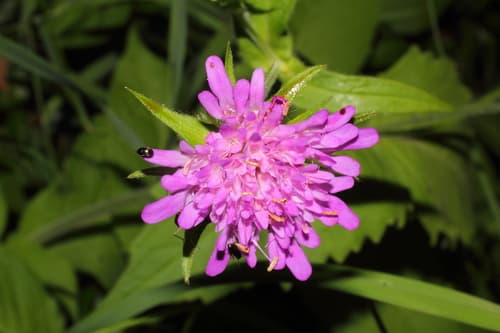 Hungarian Widow Flower