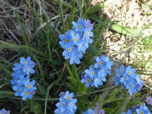 Alpine forget-me-not