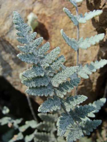Newberry's lip fern