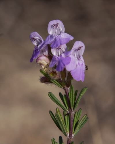 False Rosemary Bonsai