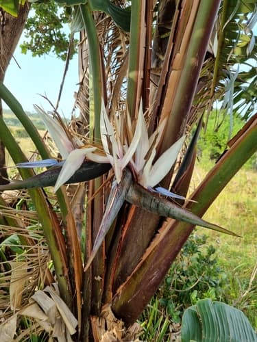 Giant Bird-of-Paradise Flower