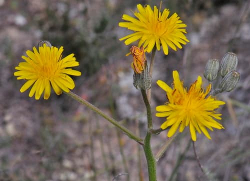 Beaked Hawksbeard