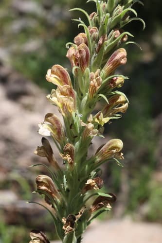 giant lousewort