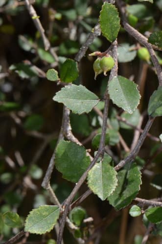 Small Leaved Milk Tree Bonsai