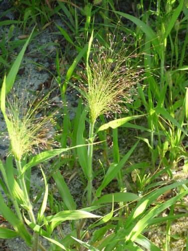 Witch Grass Bonsai Specimen