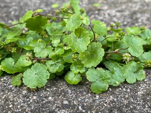Sibthorp's Pennywort