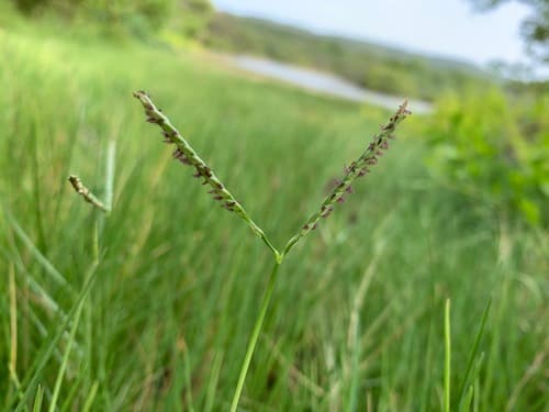 Seashore Paspalum
