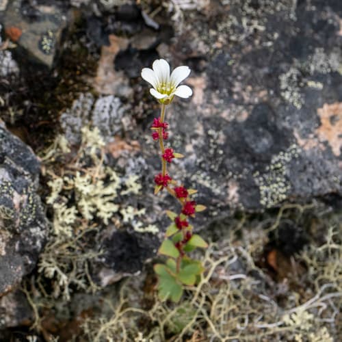 Nodding Saxifrage Bonsai