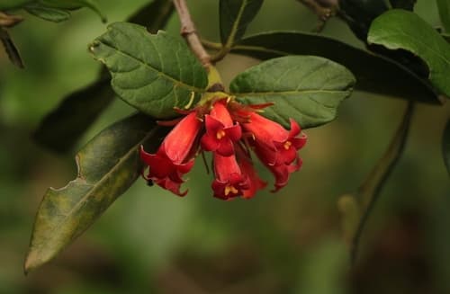 Wild Pomegranate Bonsai