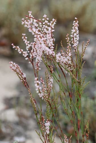 Coastal Jointweed Bonsai Specimen