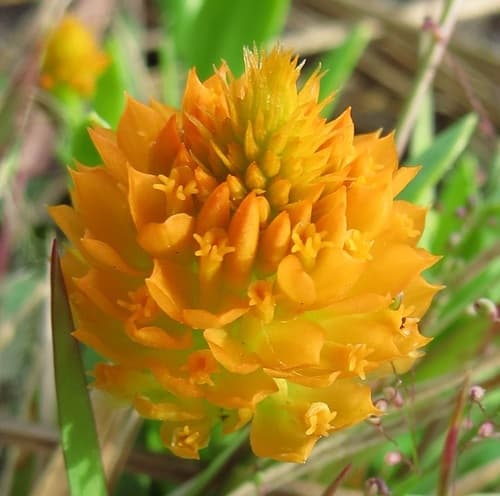 orange milkwort