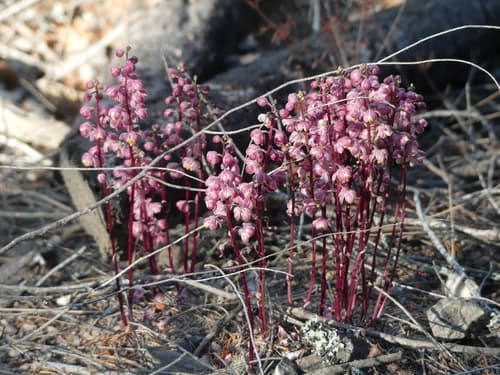 Leafless Wintergreen Bonsai