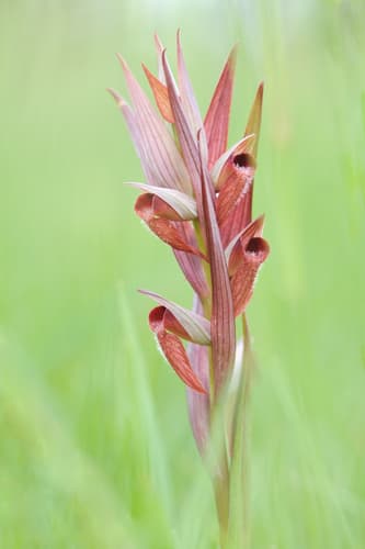 long-lipped serapias