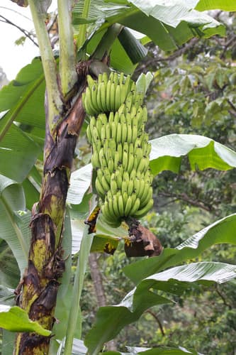 Cavendish banana