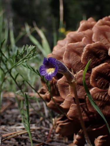 Oneflower Broomrape