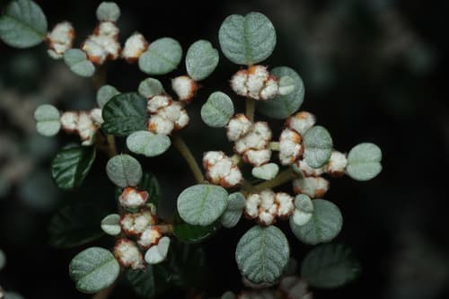 Australian dusty miller
