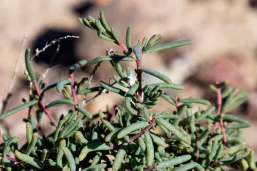 Mojave Seablite Bonsai