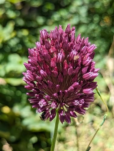 Purple-flowered Garlic