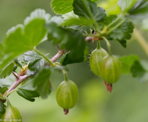 European Gooseberry