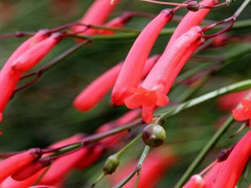 Firecracker plant Bonsai